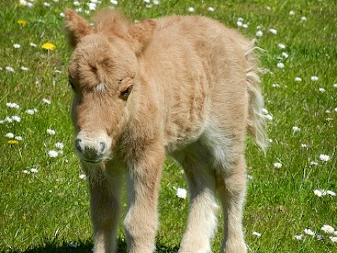 Tierpark Westküstenpark am 02.05.2016: Minishetland-Pony, männlich! Unsere Besucher haben uns bei der Namensfindung mächtig geholfen. Entschieden haben wir uns für „Djego”.