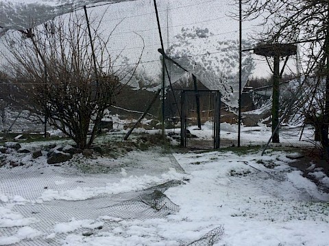 Tierpark Westküstenpark am 19.01.2018: Große Schäden durch den 2-stündigen Schneefall am 18. Januar 2018!