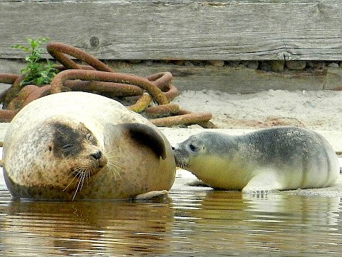 Tierpark Westküstenpark am 17.07.2019: 2. Seehund