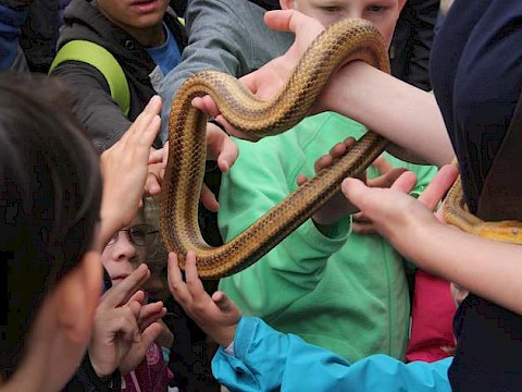 Tierpark Westküstenpark am 21.07.2019: Jede Menge Spaß mit den Reptilien!