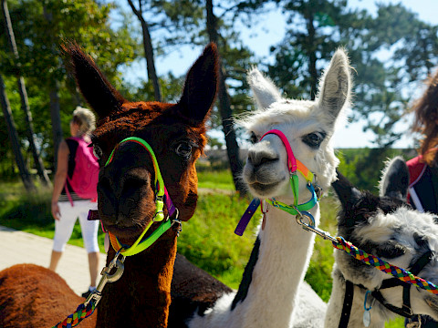 Tierpark Westküstenpark Schleswig-Holstein