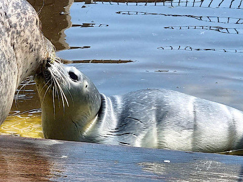 Tierpark Westküstenpark am 31.07.2022: Weitere süße Fotos von unserem Seehundbaby....
