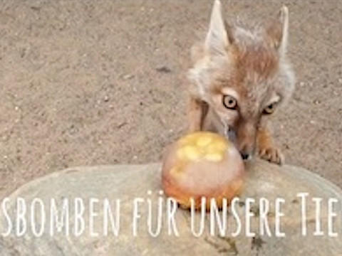 Tierpark Westküstenpark am 12.08.2022: Leckere Eisbomben für unsere Tierchen - zu lustig!