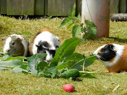 Tierpark Westküstenpark Schleswig-Holstein