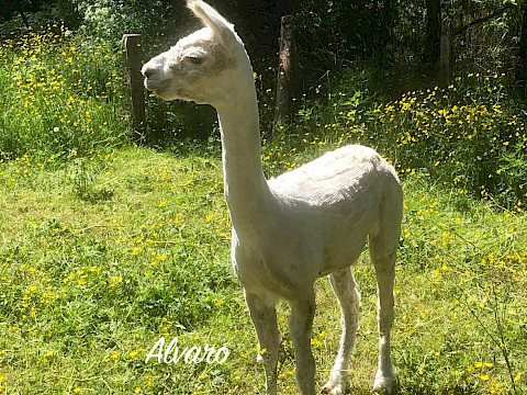 Tierpark Westküstenpark Schleswig-Holstein