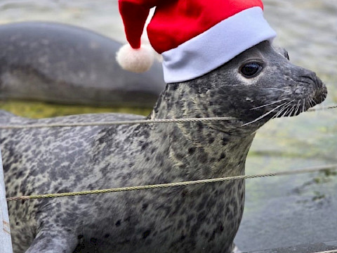 Tierpark Westküstenpark am 10.11.2025: Adventspunsch mit Seehundfütterung