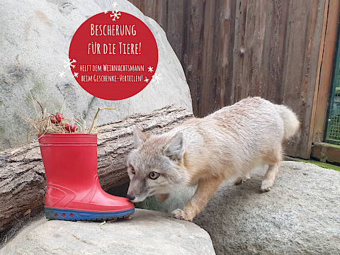 Tierpark Westküstenpark am 16.12.2025: Mit dem Weihnachtsmann durch den Park am 24.12.