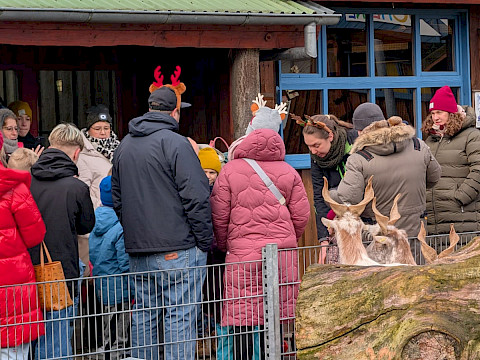 Tierpark Westküstenpark am 25.12.2025: Rentier des Weihnachtsmannes war ordentlich fleißig!