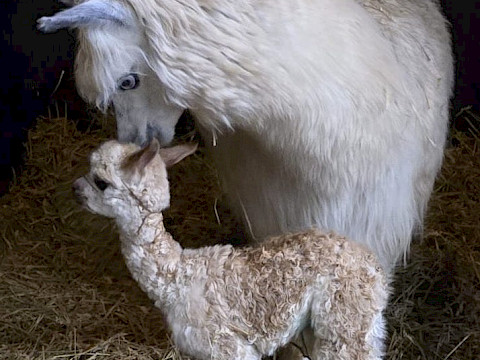Tierpark Westküstenpark am 09.02.2026: Unser kleines Alpakafohlen Kyra ist da! :-)