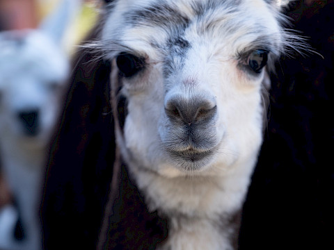 Tierpark Westküstenpark am 14.02.2026: Jippi! Heute und morgen können wir endlich mal wieder öffnen!