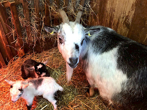 Tierpark Westküstenpark Schleswig-Holstein