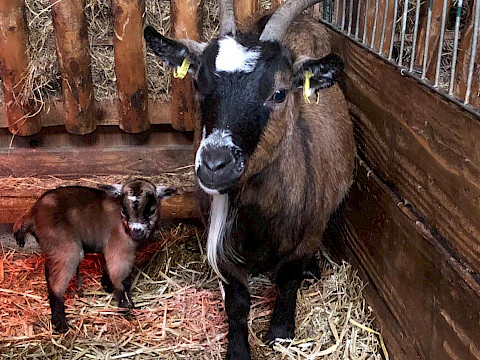 Tierpark Westküstenpark Schleswig-Holstein