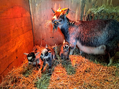 Tierpark Westküstenpark am 22.03.2026: Die ersten Frühlingsboten sind da!
