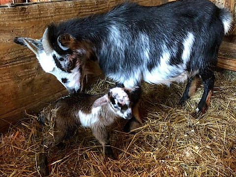Tierpark Westküstenpark Schleswig-Holstein