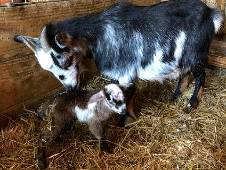 Tierpark Westküstenpark Schleswig-Holstein