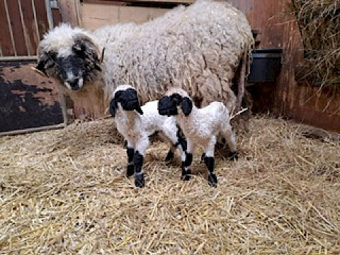 Tierpark Westküstenpark Schleswig-Holstein