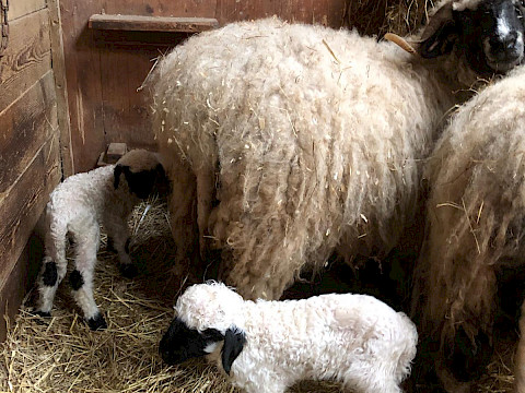 Tierpark Westküstenpark Schleswig-Holstein