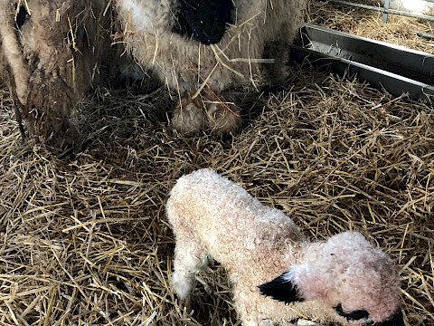 Tierpark Westküstenpark Schleswig-Holstein
