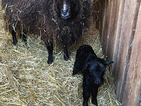 Tierpark Westküstenpark Schleswig-Holstein