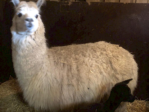 Tierpark Westküstenpark Schleswig-Holstein