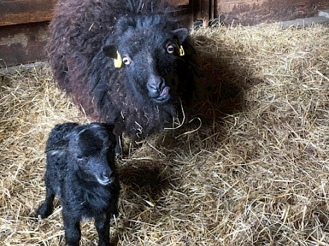 Tierpark Westküstenpark Schleswig-Holstein