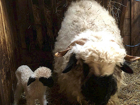 Tierpark Westküstenpark Schleswig-Holstein