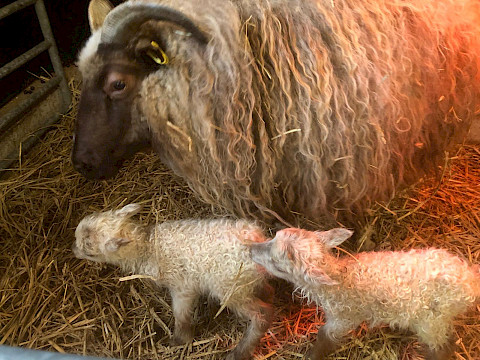Tierpark Westküstenpark Schleswig-Holstein