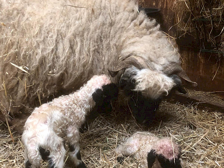 Tierpark Westküstenpark Schleswig-Holstein