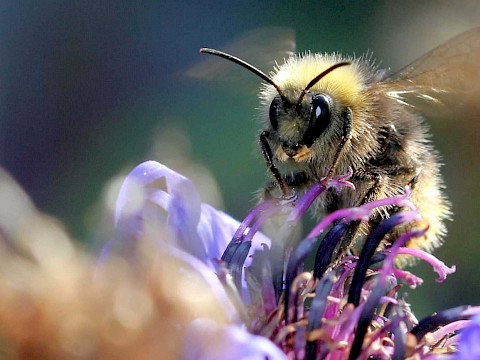 Tierpark Westküstenpark am 09.04.2026: Am 02. Mai ist Bienentag im WKP