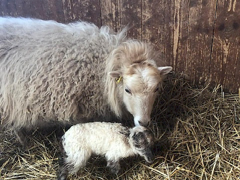 Tierpark Westküstenpark Schleswig-Holstein