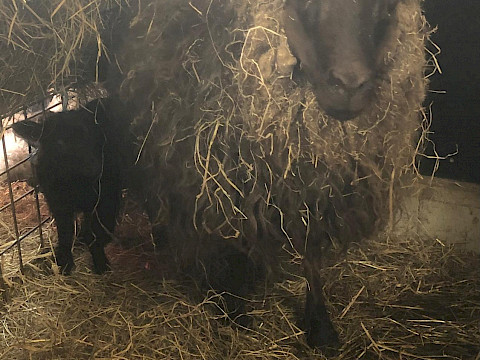Tierpark Westküstenpark Schleswig-Holstein