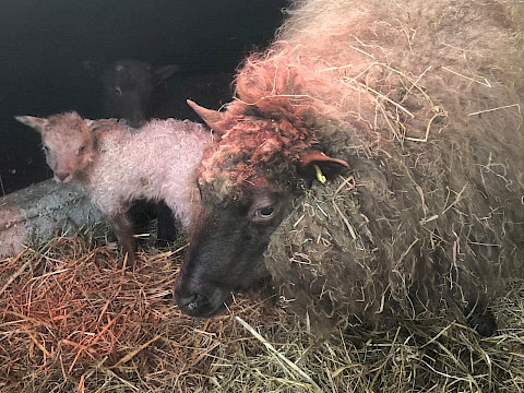 Tierpark Westküstenpark Schleswig-Holstein