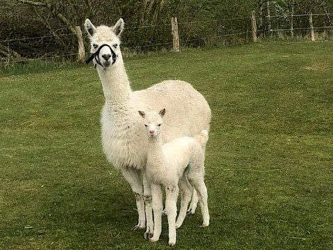 Tierpark Westküstenpark Schleswig-Holstein