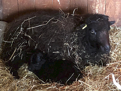 Tierpark Westküstenpark Schleswig-Holstein
