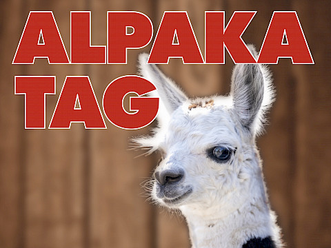 Tierpark Westküstenpark am 08.05.2026: 23. Mai | 11.00 Uhr bis 17.00 Uhr Alpakatag