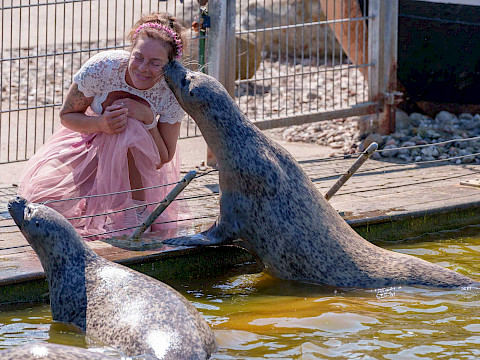 Tierpark Westküstenpark am 22.05.2026: Wer braucht schon Hochzeitstauben, wenn man einen Seehund küssen kann!