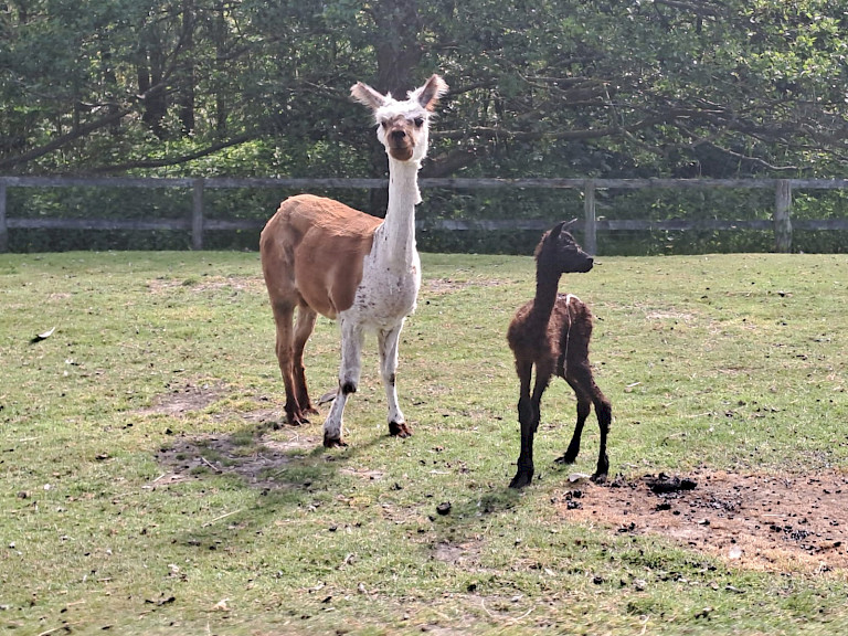 Tierpark Westküstenpark Schleswig-Holstein