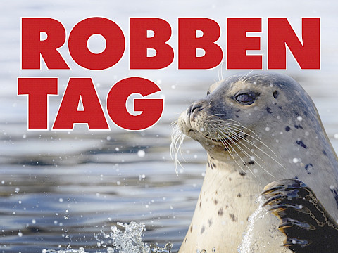 Tierpark Westküstenpark am 24.06.2026: 05. Juli | 11.00 Uhr bis 17.00 Uhr Robbentag