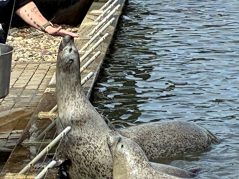 Tierpark Westküstenpark am 05.07.2026: Gelungener erster Seehundtag! :-)))