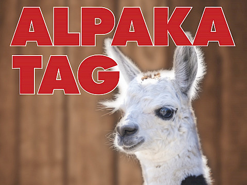 Tierpark Westküstenpark am 27.07.2026: 02. August | Alpakatag