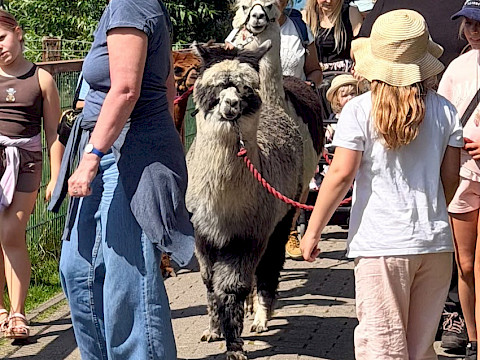 Tierpark Westküstenpark am 02.08.2026: Wunderschöner Alpakatag!