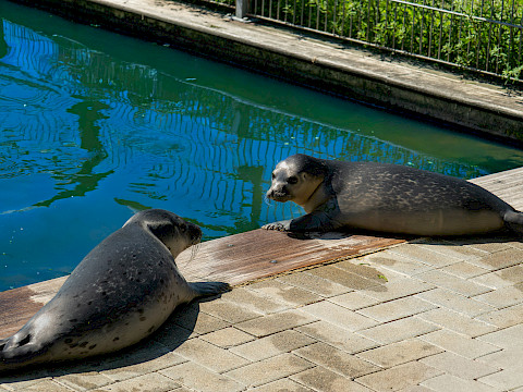 Tierpark Westküstenpark Schleswig-Holstein